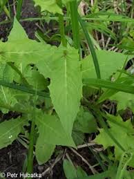 Attēlu rezultāti vaicājumam “Crepis paludosa leaf”