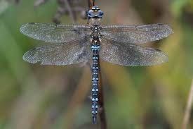 Attēlu rezultāti vaicājumam “Aeshna mixta female”