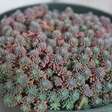 Attēlu rezultāti vaicājumam “Sedum hispanicum”