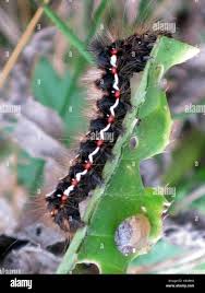 Attēlu rezultāti vaicājumam “Acronicta rumicis imago”