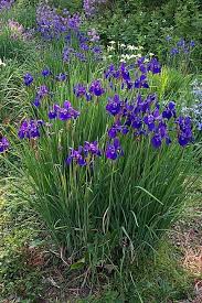 Attēlu rezultāti vaicājumam “Iris sibirica flower”