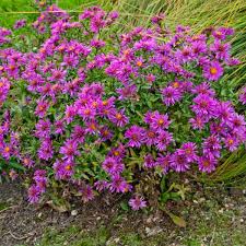 Image result for Aster novi-belgii