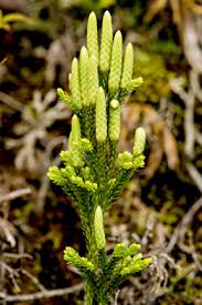 Attēlu rezultāti vaicājumam “Dianema nivale sessile”