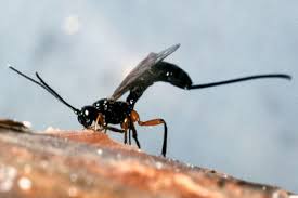 Attēlu rezultāti vaicājumam “Pissodes piniphilus”