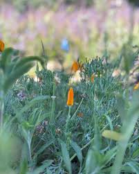 Attēlu rezultāti vaicājumam “Eschscholzia californica fruit”