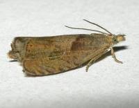 Attēlu rezultāti vaicājumam “Dichrorampha simpliciana”