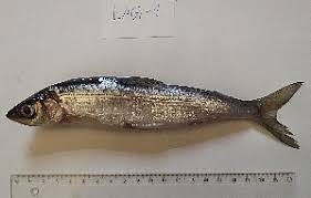 Image result for Coregonus albula