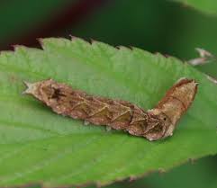 Attēlu rezultāti vaicājumam “Habrosyne pyritoides”