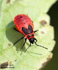 Attēlu rezultāti vaicājumam “Pyrrhocoris apterus nymph”