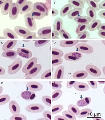 Attēlu rezultāti vaicājumam “Diderma cingulatum plasmodium”