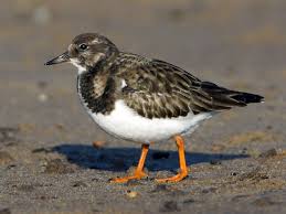 Attēlu rezultāti vaicājumam “Arenaria interpres adult”