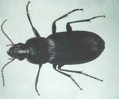 Attēlu rezultāti vaicājumam “Pterostichus sp.”