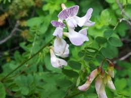 Attēlu rezultāti vaicājumam “Vicia sylvatica flower”