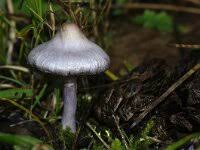 Attēlu rezultāti vaicājumam “Inocybe lanuginosa”