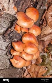 Attēlu rezultāti vaicājumam “Hypholoma lateritium”