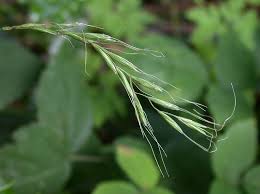 Attēlu rezultāti vaicājumam “Elymus caninus”