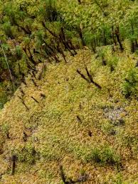 Attēlu rezultāti vaicājumam “Sphagnum compactum”