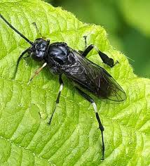 Attēlu rezultāti vaicājumam “Nematus salicis”