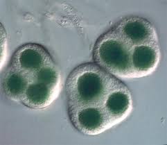 Attēlu rezultāti vaicājumam “Blasia pusilla sporophyte”