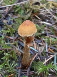 Attēlu rezultāti vaicājumam “Cystoderma amianthinum”