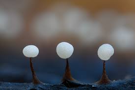 Attēlu rezultāti vaicājumam “Comatricha nigra young”