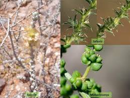Attēlu rezultāti vaicājumam “Chenopodiaceae”