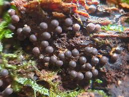 Attēlu rezultāti vaicājumam “Diderma floriforme macro”