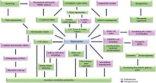 Attēlu rezultāti vaicājumam “Saussurea esthonica leaf”