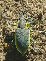 Attēlu rezultāti vaicājumam “Chlorophanus viridis”