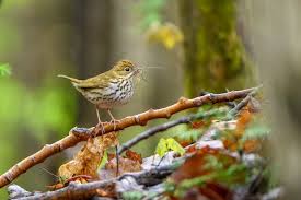 Image result for Seiurus aurocapilla