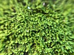 Attēlu rezultāti vaicājumam “Frullania dilatata”