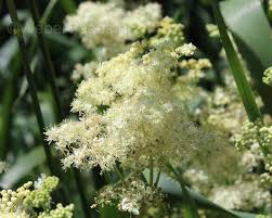 Attēlu rezultāti vaicājumam “Filipendula ulmaria”