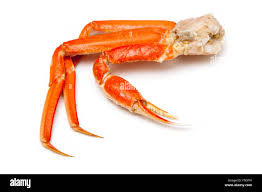 Image result for Chionoecetes opilio