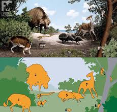 Attēlu rezultāti vaicājumam “Oligonema affine”