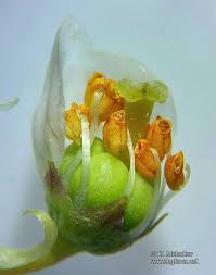 Attēlu rezultāti vaicājumam “Pyrola minor bud”