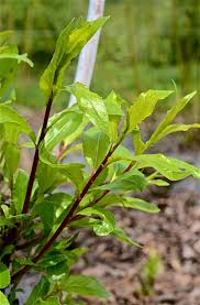 Attēlu rezultāti vaicājumam “Salix daphnoides subsp. acutifolia bud”