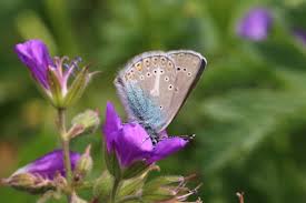 Attēlu rezultāti vaicājumam “Eumedonia eumedon underside”