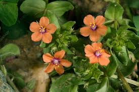 Attēlu rezultāti vaicājumam “Anagallis arvensis”