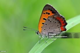 Attēlu rezultāti vaicājumam “Lycaena phlaeas”