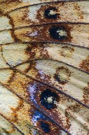 Attēlu rezultāti vaicājumam “Brenthis ino underside”