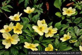 Attēlu rezultāti vaicājumam “Anemone x lipsiensis flower”