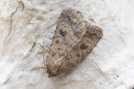 Attēlu rezultāti vaicājumam “Caradrina morpheus”