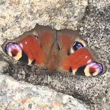 Attēlu rezultāti vaicājumam “Inachis io underside”