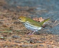 Image result for Seiurus aurocapilla