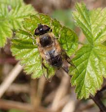 Attēlu rezultāti vaicājumam “Eristalis sp.”