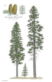 Attēlu rezultāti vaicājumam “Abies concolor”