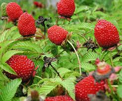 Attēlu rezultāti vaicājumam “Rubus illecebrosus”