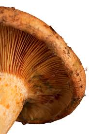 Attēlu rezultāti vaicājumam “Lactarius deliciosus”