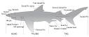 Fish locomotion - Wikipedia, the free encyclopedia