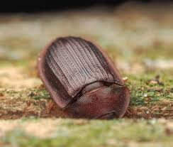 Attēlu rezultāti vaicājumam “Peltis grossa”